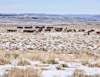 La grande prairie, le pacte du bison