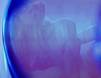 Disco Sex Machine : La naissance du porn chic