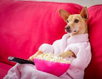 Le grand bêtisier des animaux