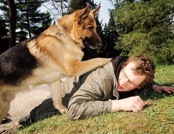 Rex, chien flic
