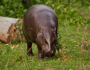 Une saison au zoo