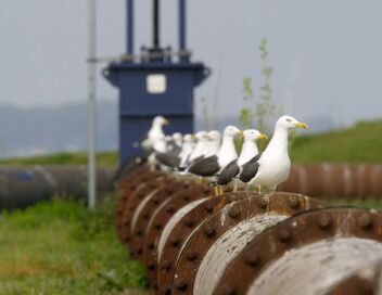 Les Pays-Bas sauvages : Dans le port de Rotterdam