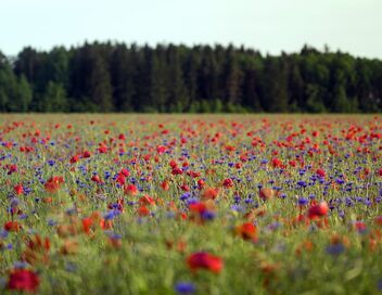Les papillons, ces super héros de la nature