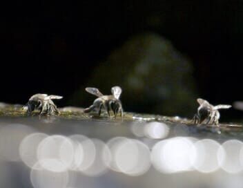 Les maîtres des abeilles