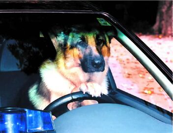 Rex, chien flic