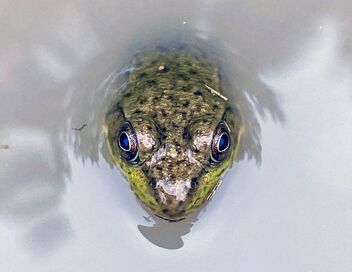L'Amérique des Grands Lacs