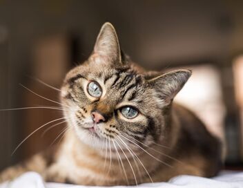 Le grand bêtisier des chats