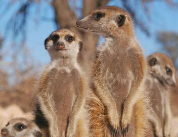 Démocraties animales