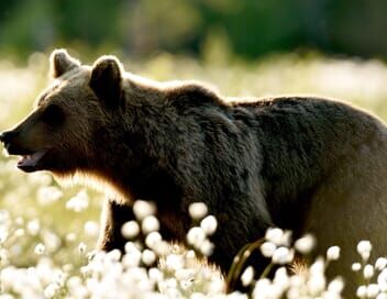 Transylvanie, un bestiaire fantastique