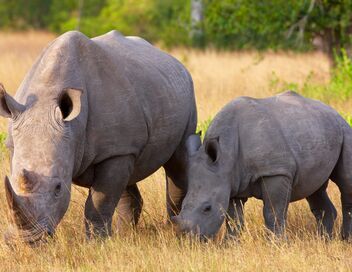 Une planète, sept mondes sauvages