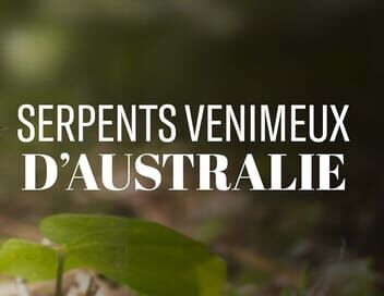 La mort au bout des crocs : Serpents venimeux d'Australie