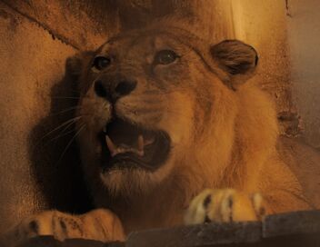 Zoo : le défi de demain