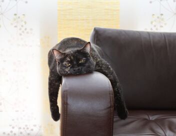 Le grand bêtisier des animaux
