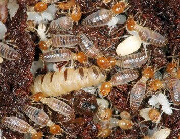 L'univers grouillant des termites