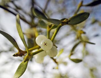 Bestiaire de Noël : Entre le renne et l'âne gris