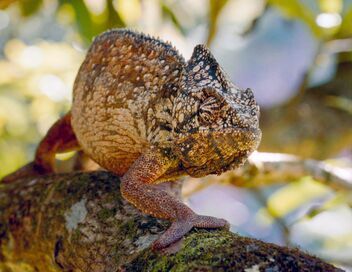 Madagascar ou le grand carnaval des caméléons