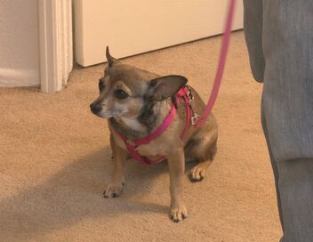 Petits mais féroces!