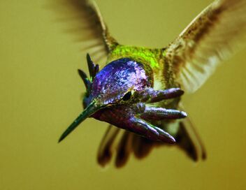 La vie en couleurs avec David Attenborough