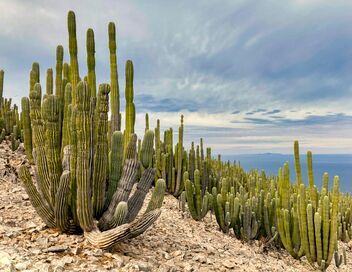 Les superpouvoirs des plantes