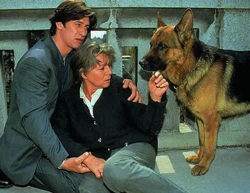 Rex, chien flic