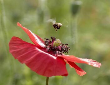 Les maîtres des abeilles