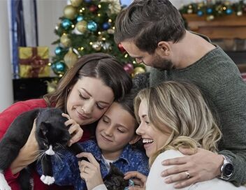 Neuf chatons pour Noël