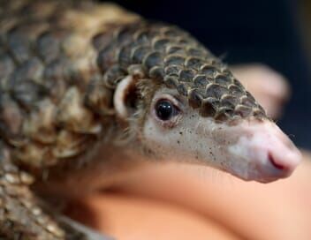 Le Viêtnam au chevet des pangolins