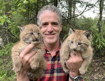 Les bébés lynx et moi