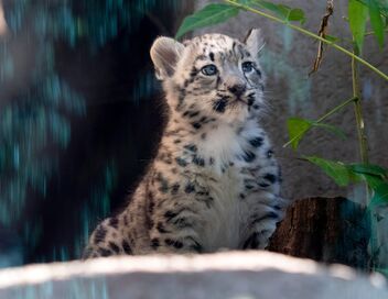 Au coeur du zoo de New York