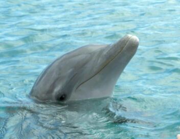 Curaçao, des dauphins thérapeutes