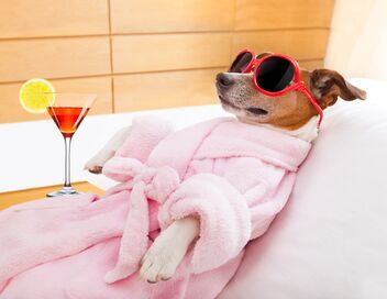 Le grand bêtisier des animaux