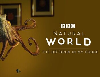 Une pieuvre dans mon salon