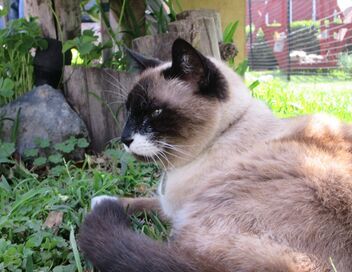 Hell's Cat : mon chat est un cauchemar