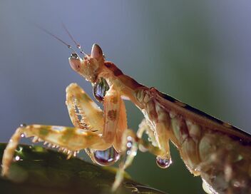 Les insectes, super-héros en minuscule