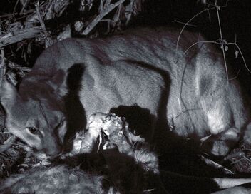 Les pumas, furtifs félins du Montana