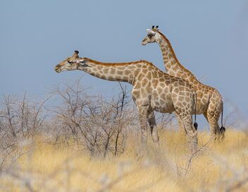 Namibie, perle de l'Afrique australe
