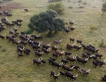 L'Afrique vue du ciel