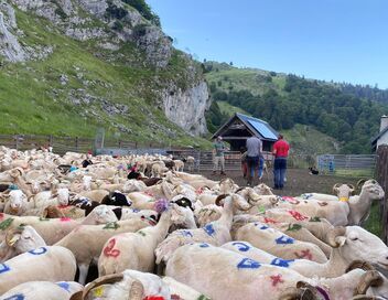 Pyrénées, vivre avec l'ours