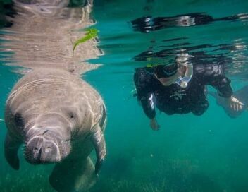 Eloge des animaux lents