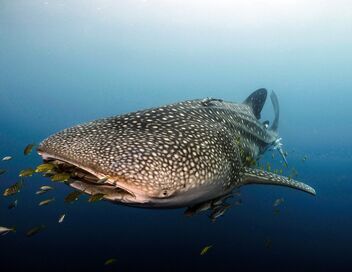 Le long voyage d'un requin-baleine