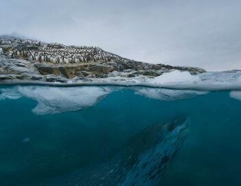 Une planète, sept mondes sauvages