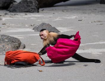 Des animaux dans la ville