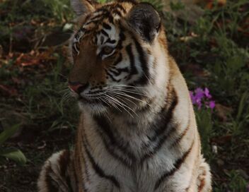 Tigre de Sibérie, seigneur sans frontières