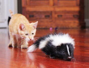Trop mignons nos compagnons