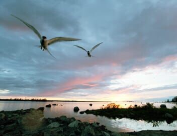 Sur les rivages de la Baltique