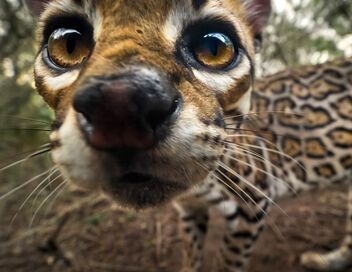L'ocelot, un félin en danger