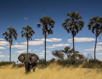 Okavango, le fleuve-vie