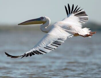 Le delta du Danube, dernier refuge des pélicans