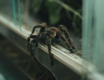 Les araignées, entre phobie et fascination