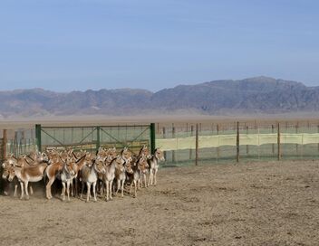 SOS ânes sauvages du Kazakhstan